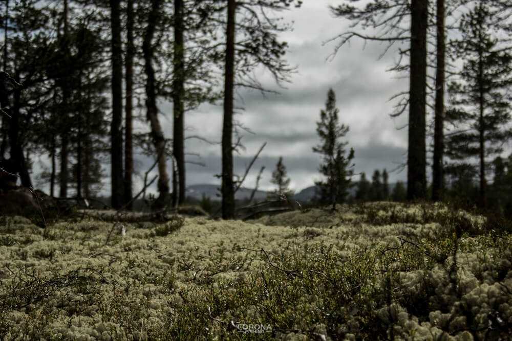 wędkarstwo skandynawia